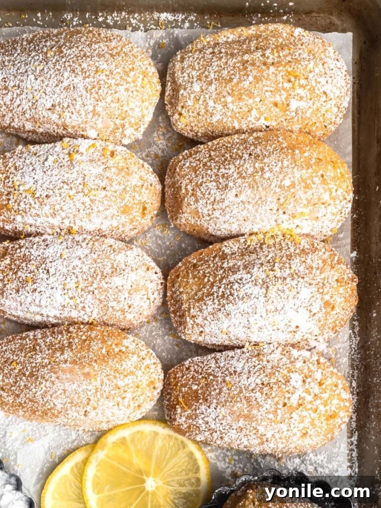 A close-up of a tray filled with perfectly baked lemon madeleines, dusted with powdered sugar, ready to be enjoyed.