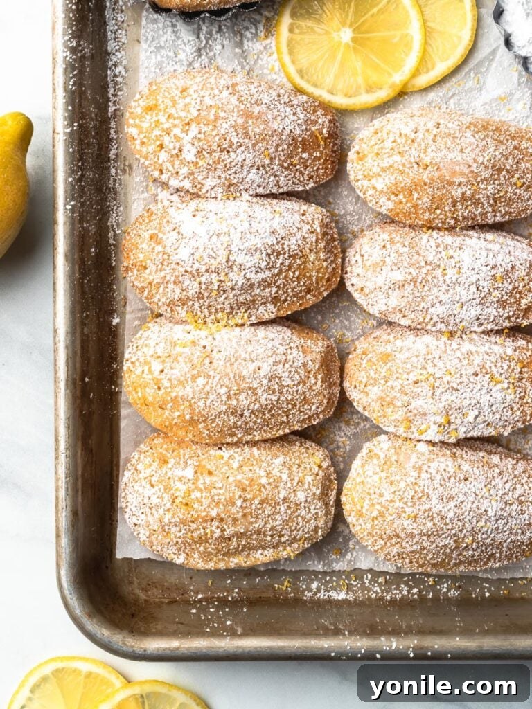 A close-up view of freshly baked lemon French madeleines cakes on a baking sheet, lightly dusted with powdered sugar, highlighting their distinct shell shape and golden hue.
