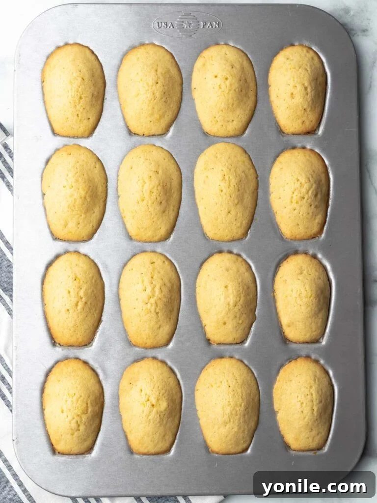 Freshly baked Madeleines, golden and perfectly risen with their signature humps, still warm in the baking pan.