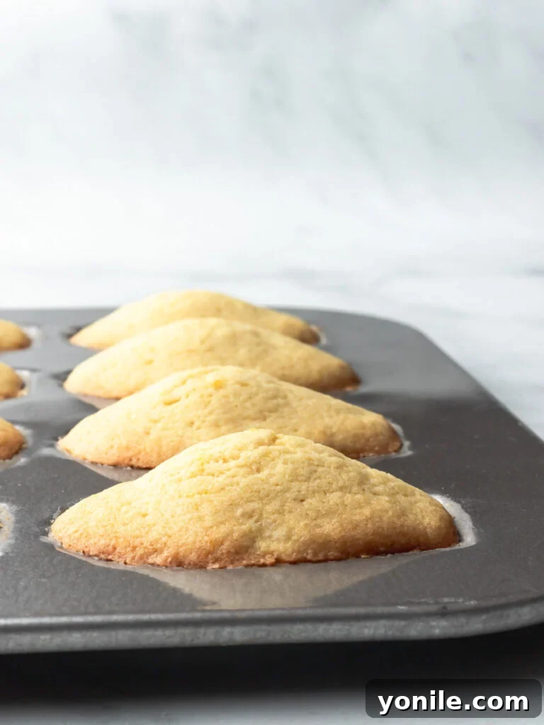 A close-up of warm, freshly baked lemon Madeleines nestled in the baking pan, exhibiting their delightful texture and readiness for cooling.
