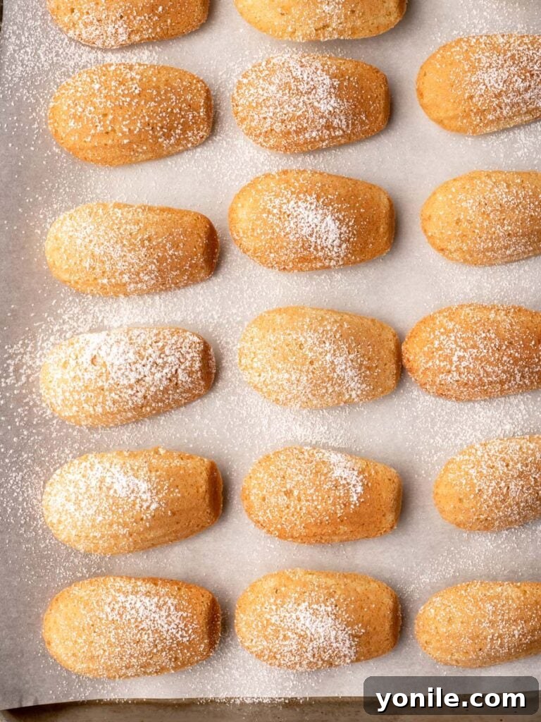 A batch of golden Lemon Madeleines cooling on a sheet pan, waiting for their final dusting of powdered sugar.
