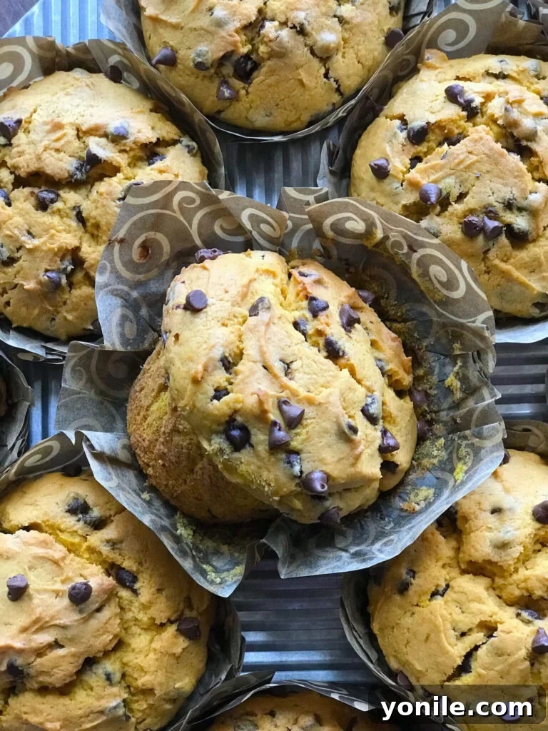 Freshly baked Chocolate Chip Pumpkin Muffins on a cooling rack, showing their golden tops and melted chocolate chips.