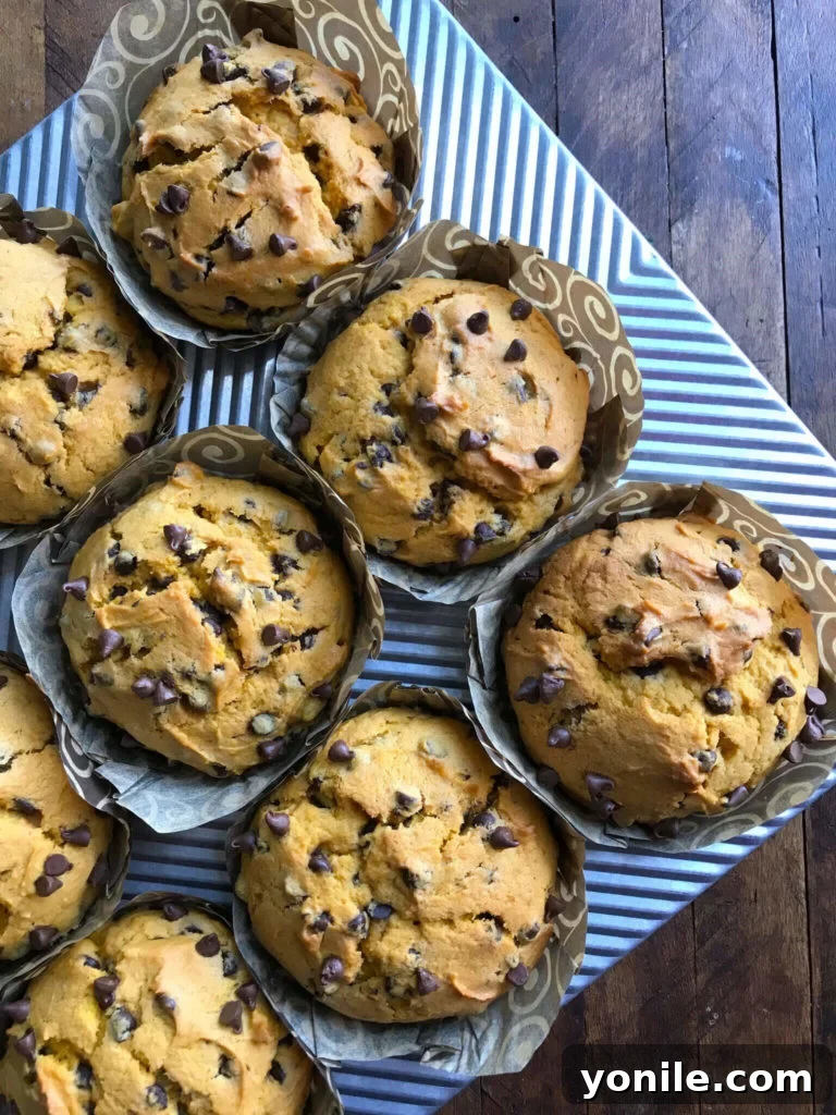 Top-down view of freshly baked Chocolate Chip Pumpkin Muffins in a muffin tin, golden brown and perfectly risen.