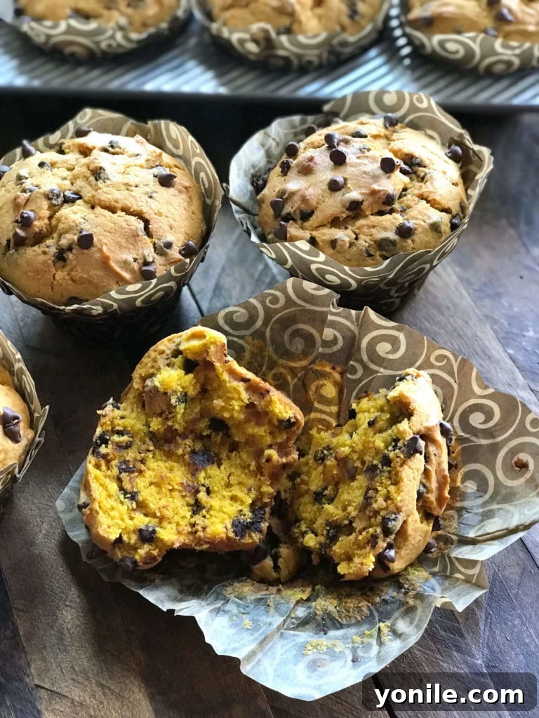 A Chocolate Chip Pumpkin Muffin broken open, revealing its moist interior and melted chocolate chips.