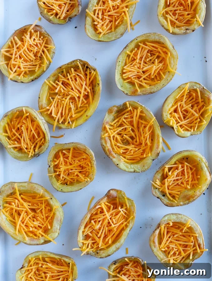 baked potato skins Potato skins filled with cheddar cheese, ready for the second bake