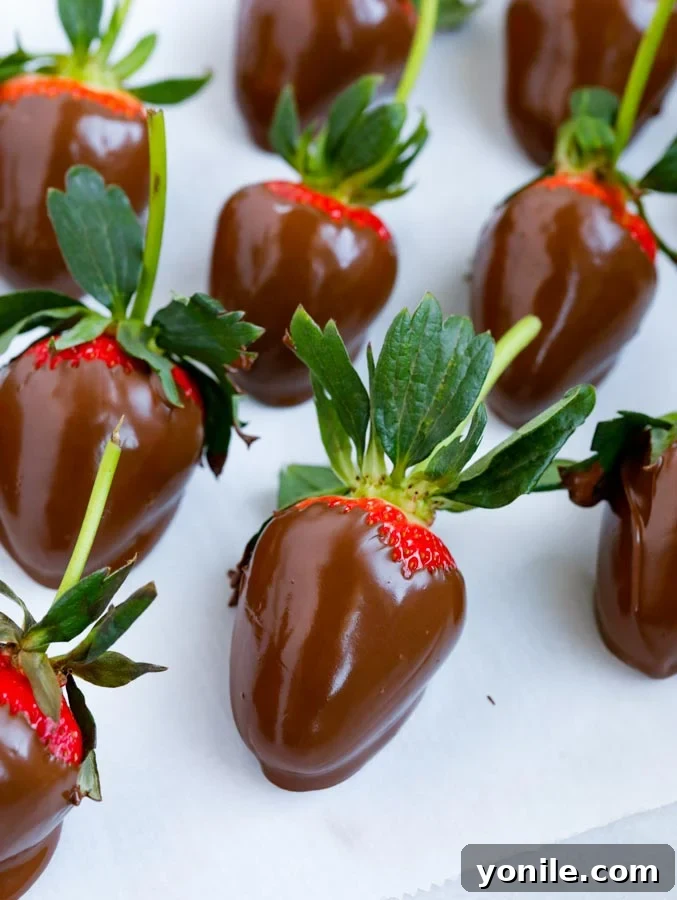 An inviting top-down view of several freshly chocolate-dipped strawberries, cooling on parchment paper, awaiting decoration.